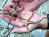 Brown-striped brittlestars