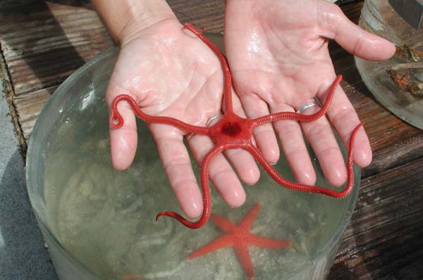 Giant red brittle star