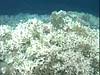 Oculina coral habitat