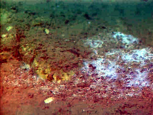 bacterial mats near methane seep
