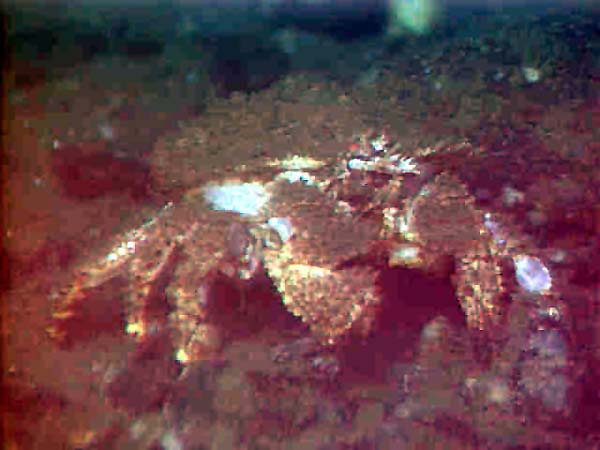 box crab