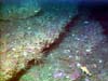 rosethorn rockfish and crinoids on a rocky ridge