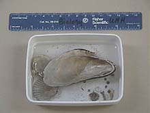 intact mussel shell