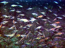 school of pygmy rockfish