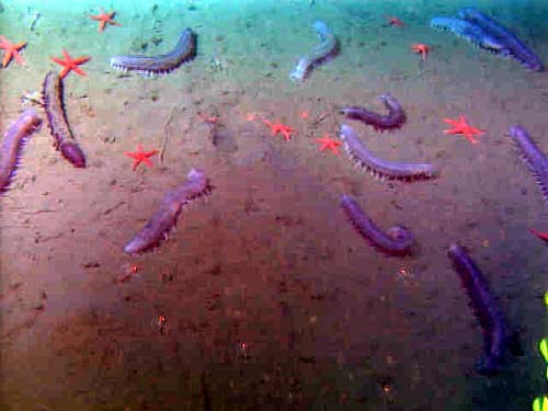 Sea cucumber and seastar aggregations
