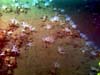 White sea cucumber communities