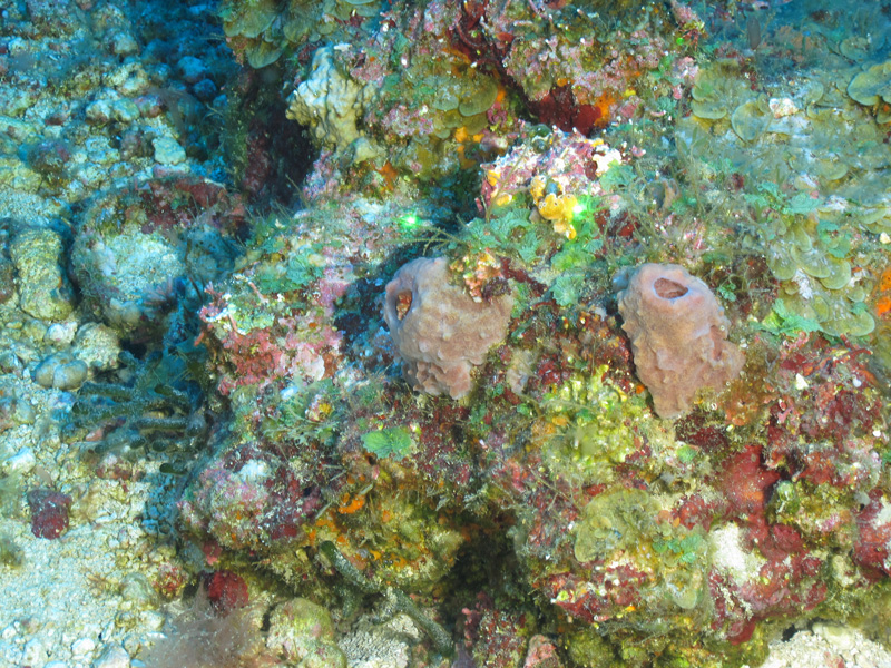 Sponges like these Xestospongia sp. individuals were encountered commonly on the Exploring the Blue Economy Biotechnology Potential of Deep Water Habitats expedition.