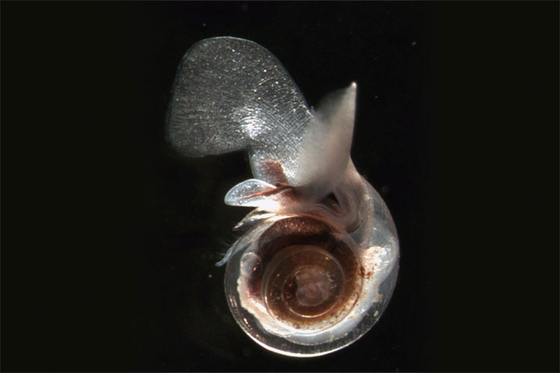 Limacina helicina, a free-swimming planktonic snail. These snails, known as pteropods, form a calcium carbonate shell and are an important food source in many marine food webs. As levels of dissolved carbon dioxide in seawater rise, skeletal growth rates of pteropods and other calcium-secreting organisms will be reduced due to the effects of dissolved carbon dioxide on ocean acidity. Image courtesy of Russ Hopcroft, UAF/NOAA.