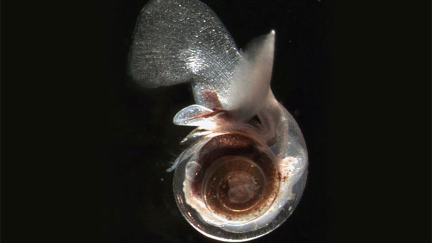 Limacina helicina, a free-swimming planktonic snail.
