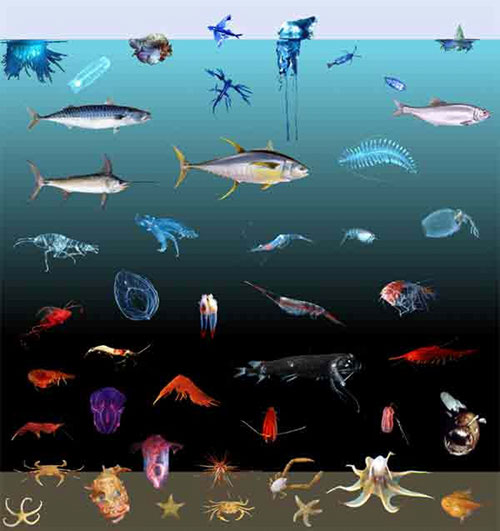 How Does Depth Affect The Color Of Marine Animals Ocean