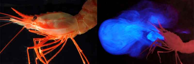 The deep-sea pandalid shrimp Heterocarpus ensifer and a photo of the same animal ‘vomiting’ light from glands located near its mouth.