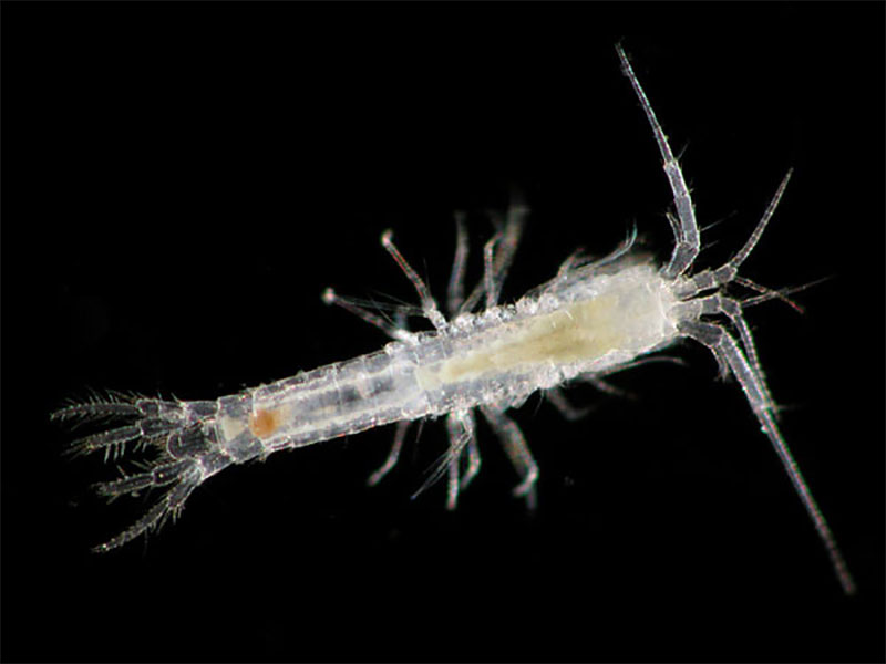 How have animals living only in caves adapted? : Ocean Exploration Facts:  NOAA Office of Ocean Exploration and Research