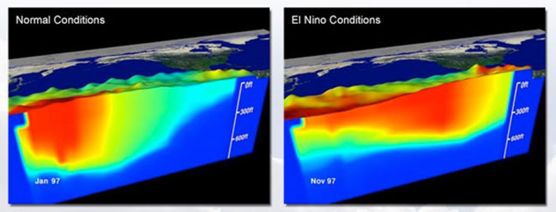 These images show sea surface topography and upper ocean temperature data from satellites and buoys. The height of the sea is represented by hills and valleys. Water temperature is shown in color, ranging from 30°C as red to 8°C, shown in dark blue. The image on the left represents 'normal' conditions in the equatorial Pacific during January 1997. The image on the right shows El Niño conditions from November 1997. Note the much warmer waters present during the El Niño event.