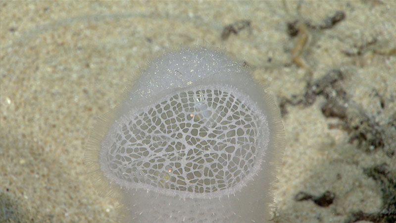 Facts About Sponges (Porifera)