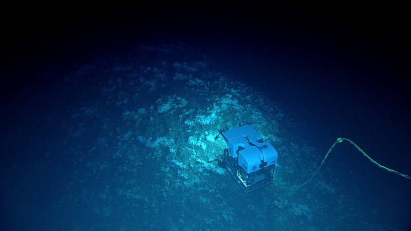 A team of research divers positions the end of a dredge hose for excavation of a site off Florida's Gulf Coast during the Submerged New World 2012 expedition.