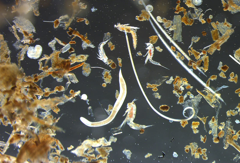 After sediment samples are washed and the meiofauna has been extracted from most of the sediment grains, the microscopic organisms can be seen under the stereomicroscope. Here is an image of mainly nematodes (roundworms) and copepods (small crustaceans) from a coastal sample.