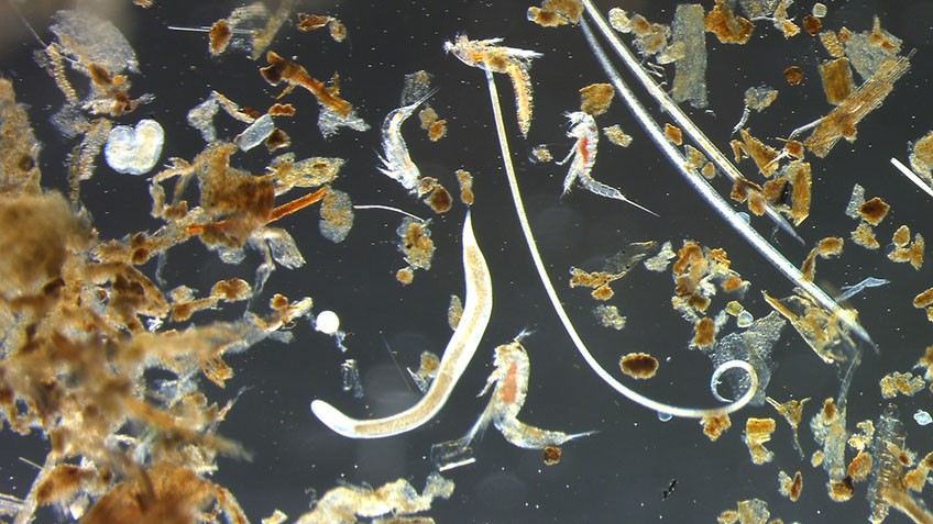 After sediment samples are washed and the meiofauna has been extracted from most of the sediment grains, the microscopic organisms can be seen under the stereomicroscope. Here is an image of mainly nematodes (roundworms) and copepods (small crustaceans) from a coastal sample.