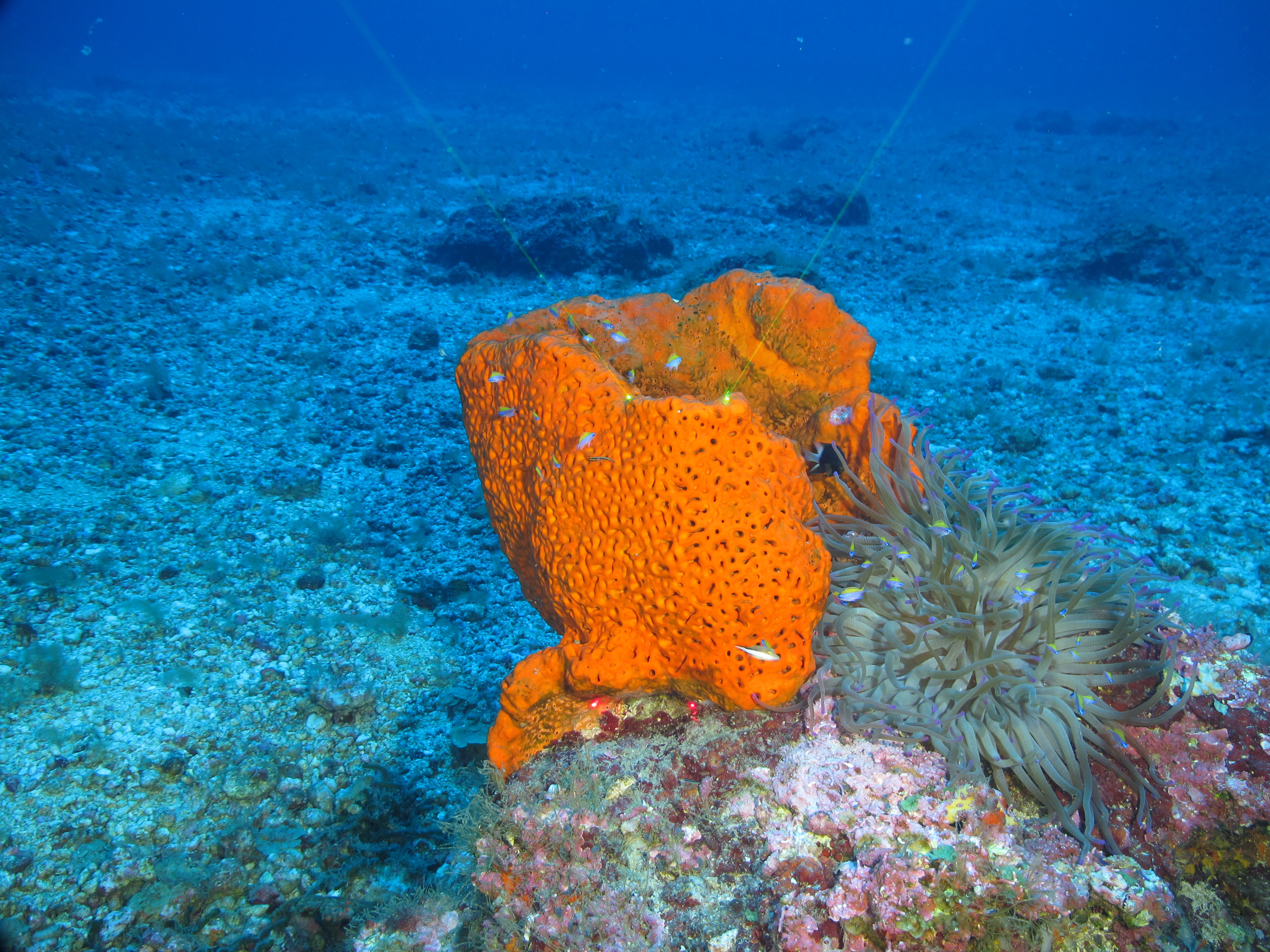 Sea Sponge - Description, Habitat, Image, Diet, and Interesting Facts
