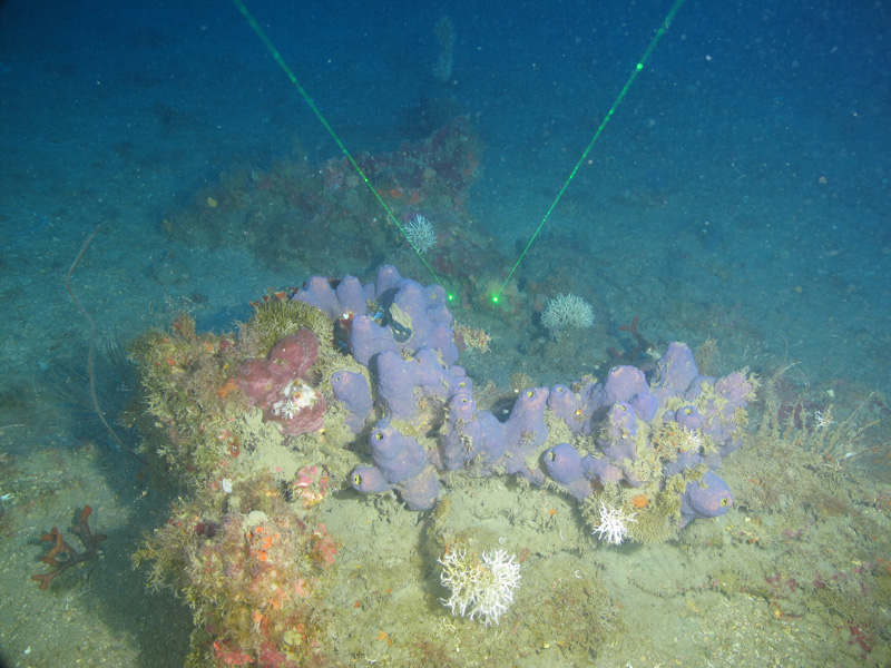 Previous research has found that the purple sponge Aiolochroia crassa produces natural products that are of interest for biomedical science. This specimen was sampled near Bright Bank at 60 meters (197 meters) depth during the Exploring the Blue Economy Biotechnology Potential of Deepwater Habitats expedition.