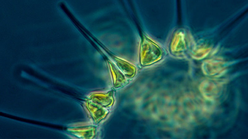 National Ocean Service: What are phytoplankton?