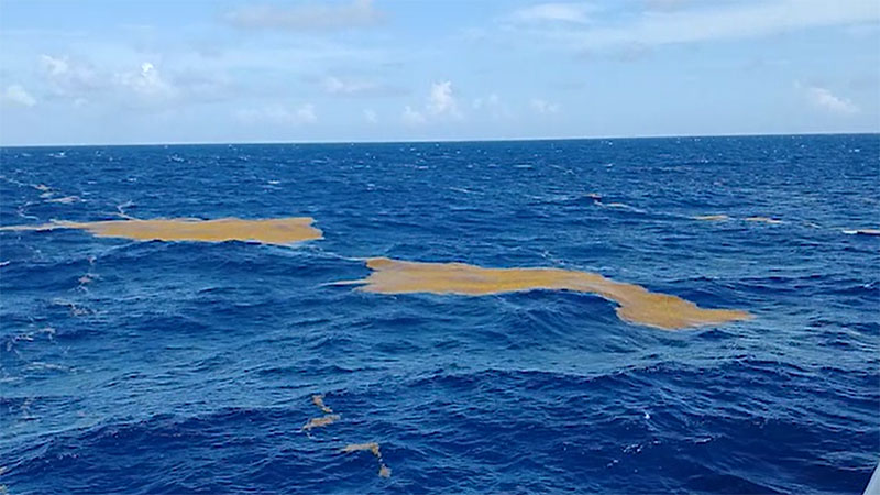 What is Sargassum and How Does It Impact Ship Operations?