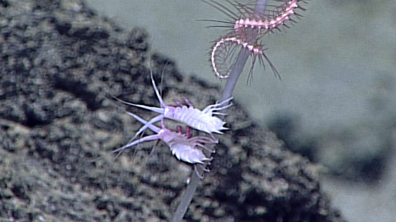 We Go Together: Commensals and Parasites in the Deep Sea