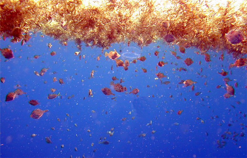 Smaller fishes, such as filefishes and triggerfishes, reside in and among the brown Sargassum.
