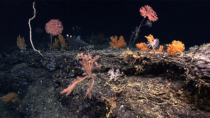 Underwater scene with pink and light-colored sea fan corals on a dark rocky seabed.