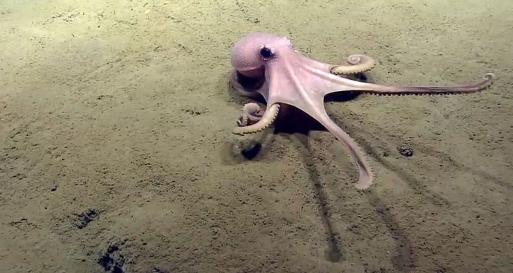 An octopus stretches out while crawling across the seafloor.