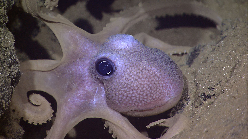 Octopus seen during a NOAA Ship Okeanos Explorer mission to explore the water column and unexplored benthic environments in the Galápagos region.
