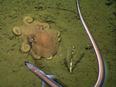 Octopus Friday Image Gallery: NOAA Office of Ocean Exploration and Research