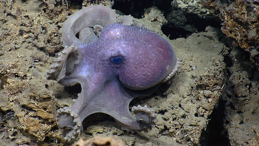 Evidence suggests that octopuses are pretty smart critters…some scientists speculate that octopuses are some of the smartest invertebrates out there, capable of problem solving and learning. This octopus was seen during our ROV shakedown cruise exploring the U.S. Northeast Canyons.