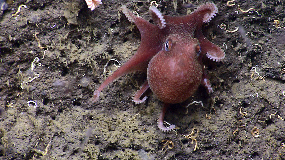 Octopus seen on June 5, 2013, during our ROV shakedown cruise exploring the U.S. Northeast Canyons.