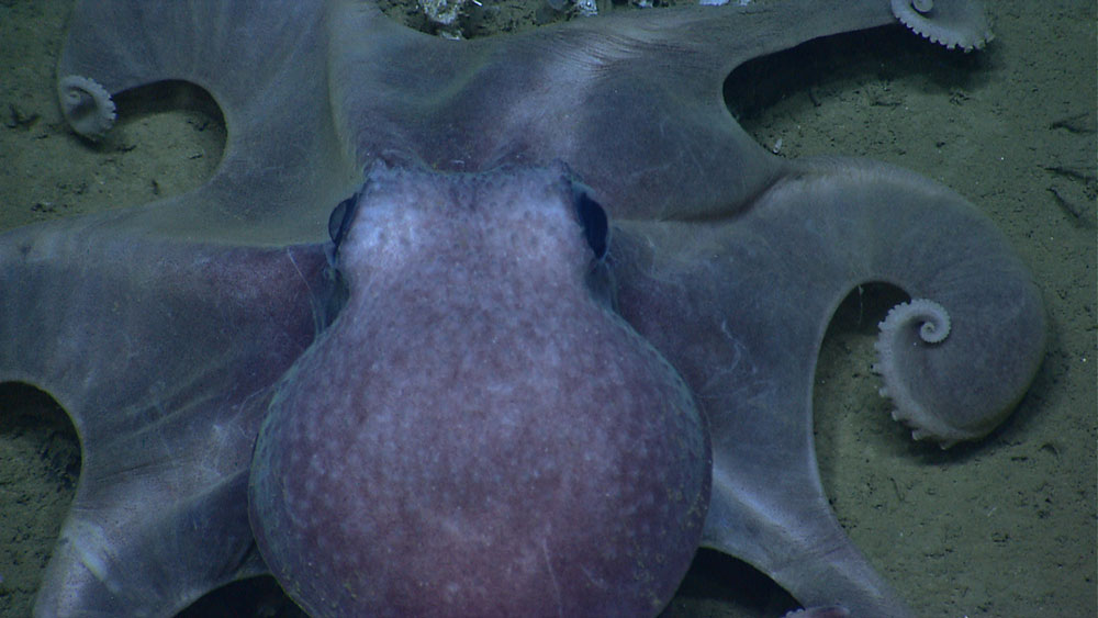 This octopus was spotted on June 5, 2013, during our ROV Shakedown cruise exploring the U.S. Northeast Canyons.