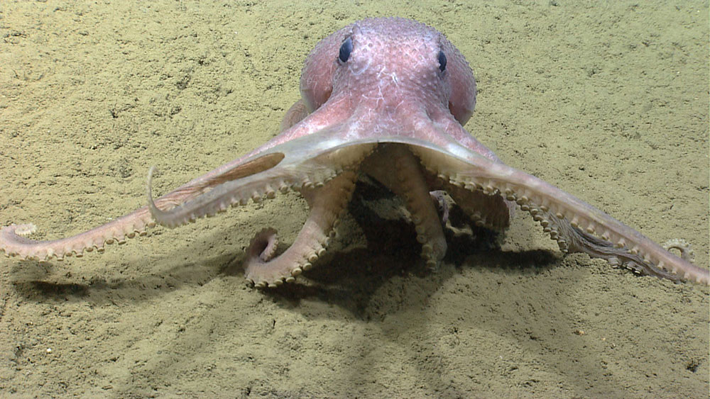 Octopus seen on July 12, 2013, during the Okeanos Explorer Northeast U.S. Canyons 2013 expedition.