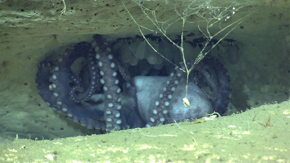 A mama octopus guards her eggs. The octopus was seen at a depth of 1,643 meters, while exploring Atlantis Canyon during the Okeanos Explorer 2013 Northeast U.S. Canyons Expedition.