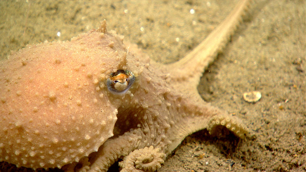 Octopus seen while exploring along the northeastern wall of an intercanyon area between Heezen and Nygren Canyons during the 2013 Northeast U.S. Canyons expedition.