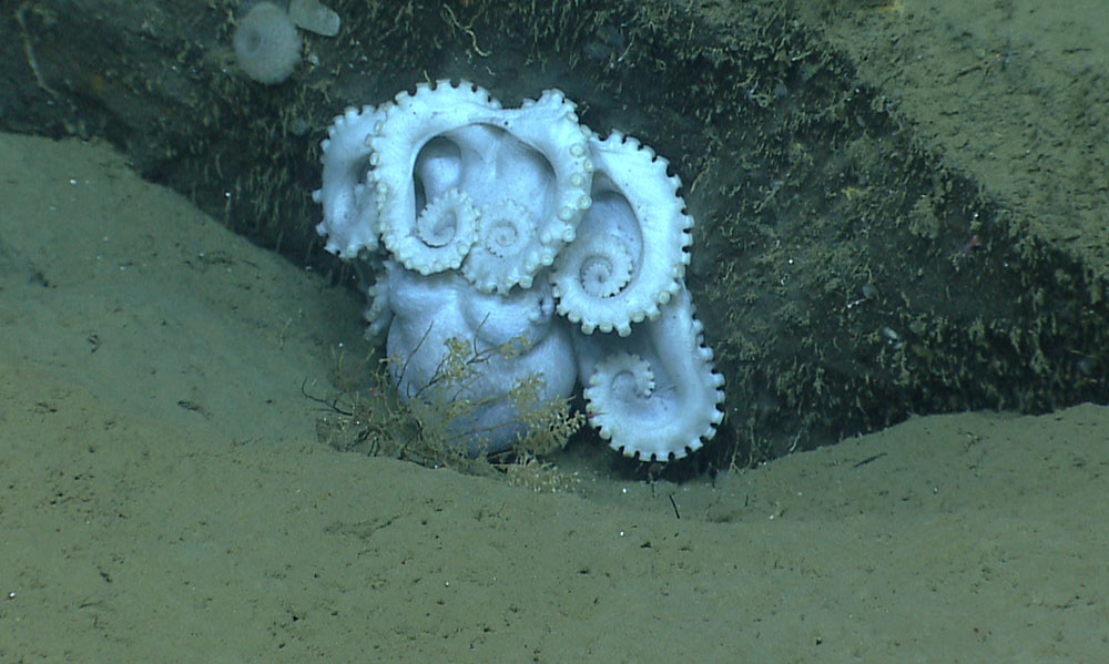 Octopus seen during the Okeanos Explorer Northeast U.S. Canyons 2013 expedition.
