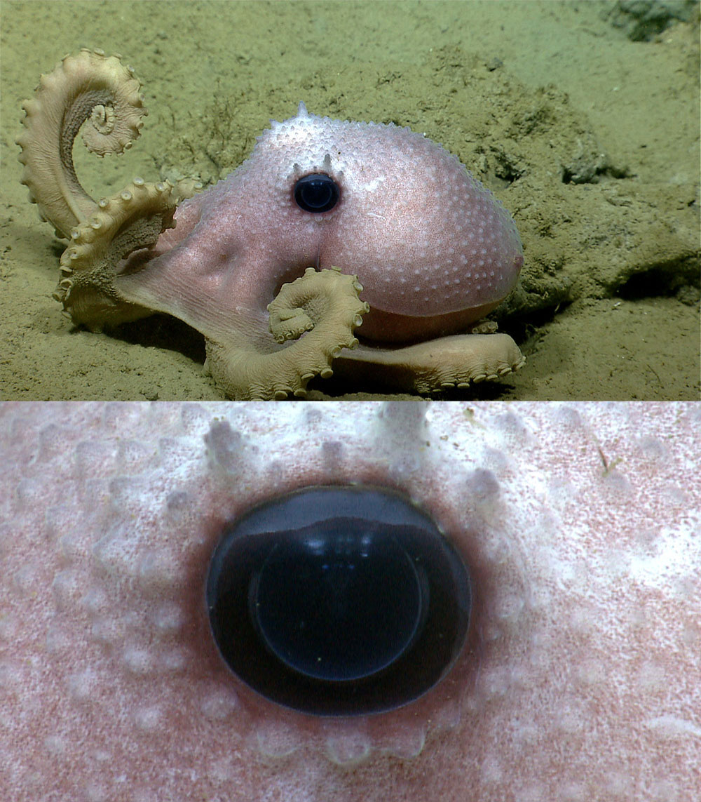 During the Okeanos Explorer 2013 Northeast U.S. Canyons Expedition, scientists came upon this octopus -- look closely and you'll see the lights of the remotely operated vehicle reflected in his eye.
