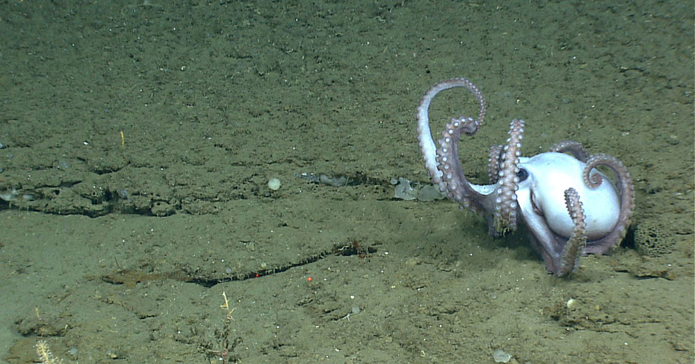Octopus seen during the Okeanos Explorer Northeast U.S. Canyons 2013 expedition.