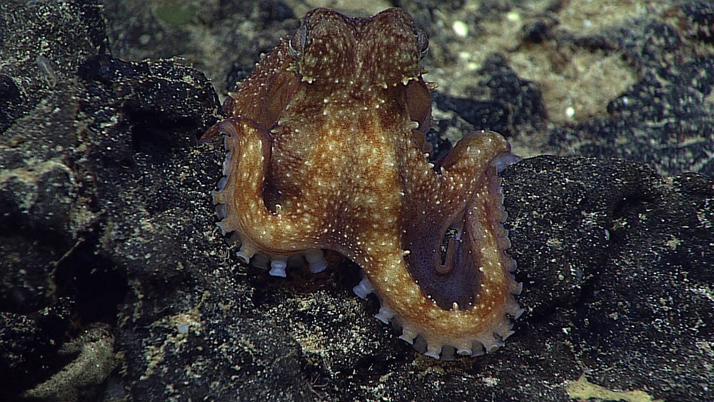 Octopods were few and far between during the two months we explored deep waters off Hawaii. However, this little guy (which measured a tiny five centimeters across) was a fun find: He's a potentially undescribed species! While additional information and analysis would be needed to determine this for certain, it was still an exciting find.