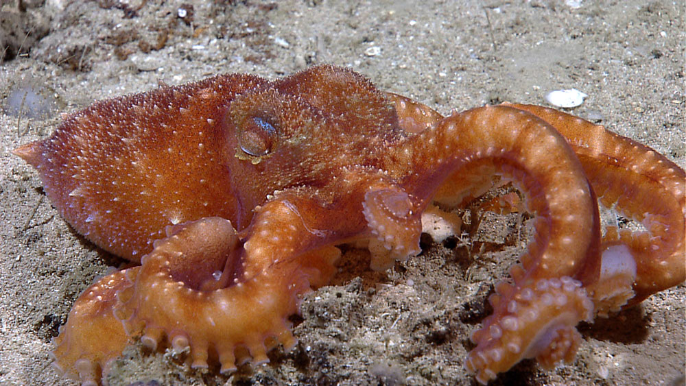 An orange octopus seen during the NOAA Ship Okeanos Explorer Gulf of Mexico 2012 Expedition.