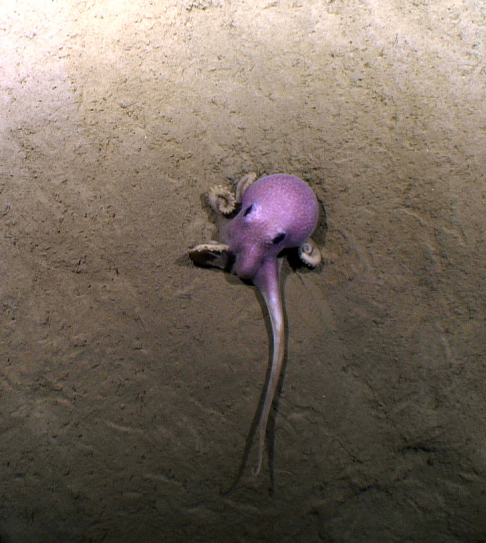 Octopus spotted on August 2, in a minor canyon near Shallop Canyon, during the NOAA Okeanos Explorer Northeast U.S. Canyons Expedition 2013.