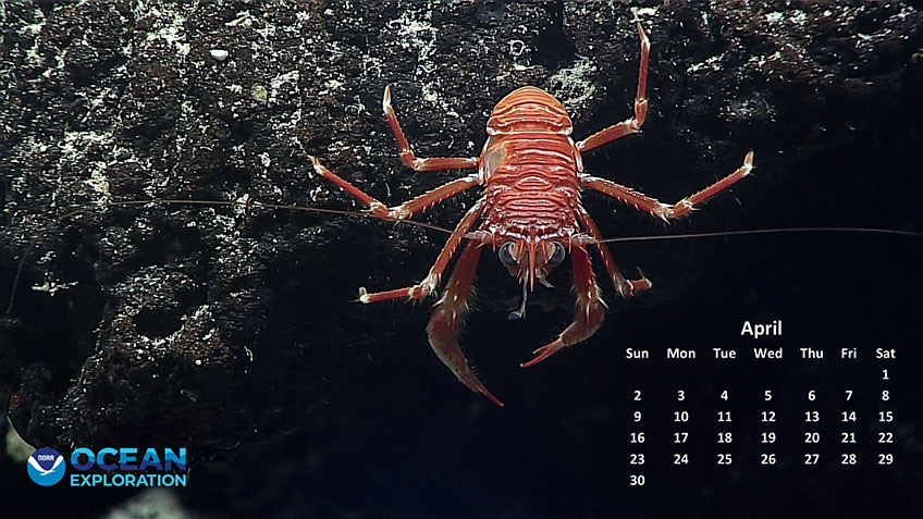 This squat lobster was seen while exploring the waters around Rose Atoll at a depth of 673 meters (2,208 feet) during the 2017 American Samoa expedition.