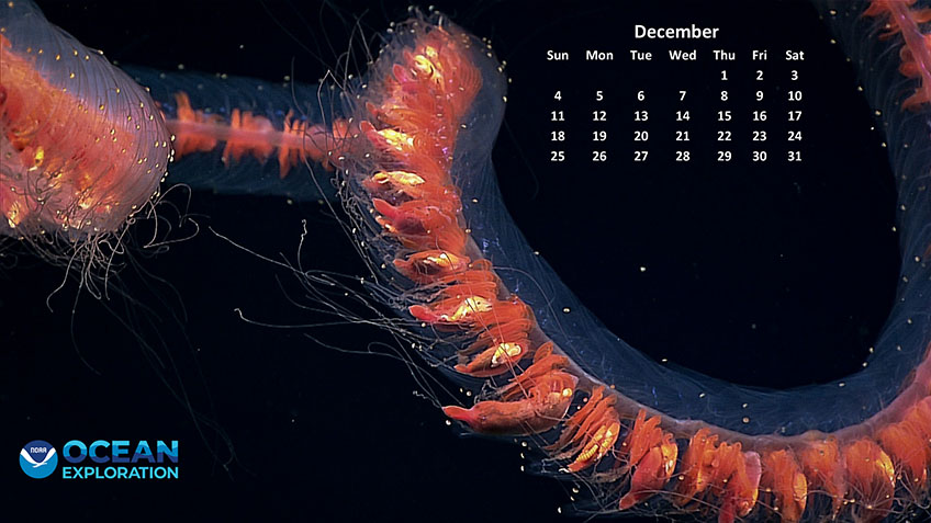 This siphonophore, in the family Stephanomiidae, was seen at a depth of 1,531 meters (almost one mile) while exploring an unnamed seamount in the U.S. and Kiribati exclusive economic zones during 2017’s Discovering the Deep: Exploring Remote Pacific Marine Protected Areas. Siphonophores appear to be a single organism, but they are actually colonies of individual hydrozoans, each specialized for different functions such as swimming, feeding, and reproduction.