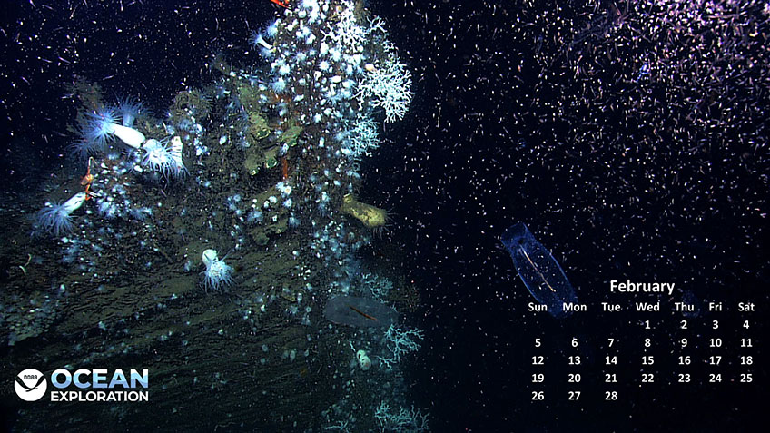 This February, let it snow on your desktop with this undersea “winter wonderland,” a shipwreck teeming with life in a “storm” of marine snow and small marine animals.
