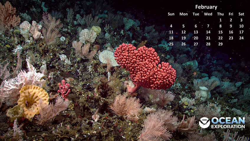 This lovely stalked bubblegum coral (Paragorgia sp.) was seen at a depth of 649 meters (2,129 feet) while diving on a mound feature north of Alaska’s Uliaga Island.
