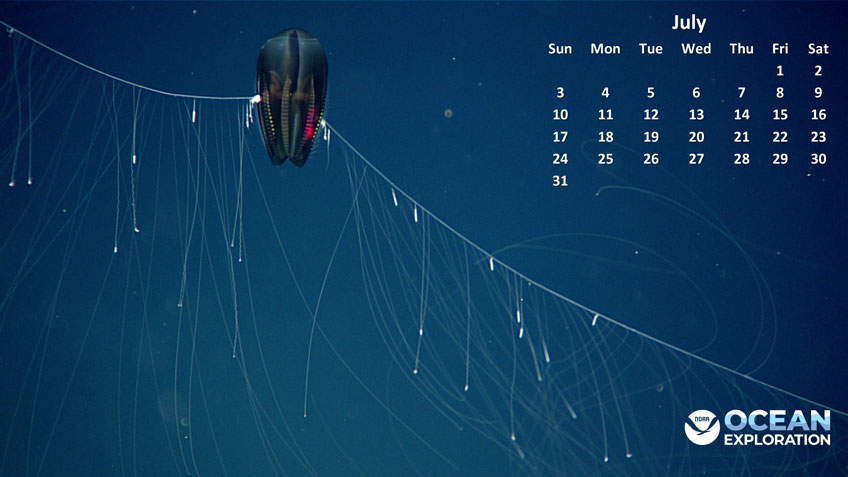 Desktop Wallpaper Calendar: This July, share your desktop with a ctenophore.