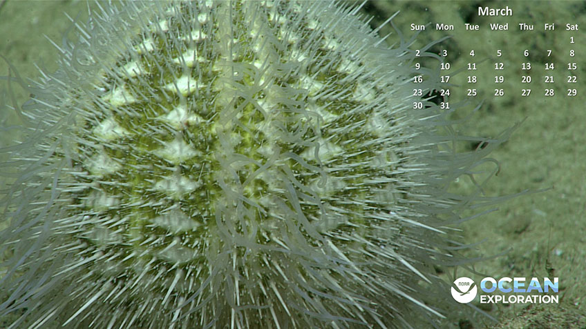 Close-up of a sea urchin with a March calendar overlay and NOAA Ocean Exploration logo.