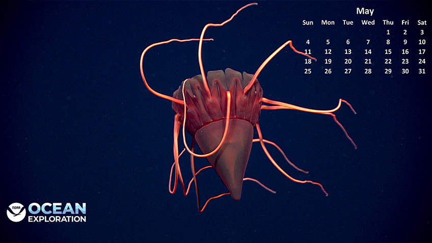 A deep-sea jellyfish with luminous orange tentacles against a dark blue ocean background, accompanied by a May calendar and NOAA Ocean Exploration logo.
